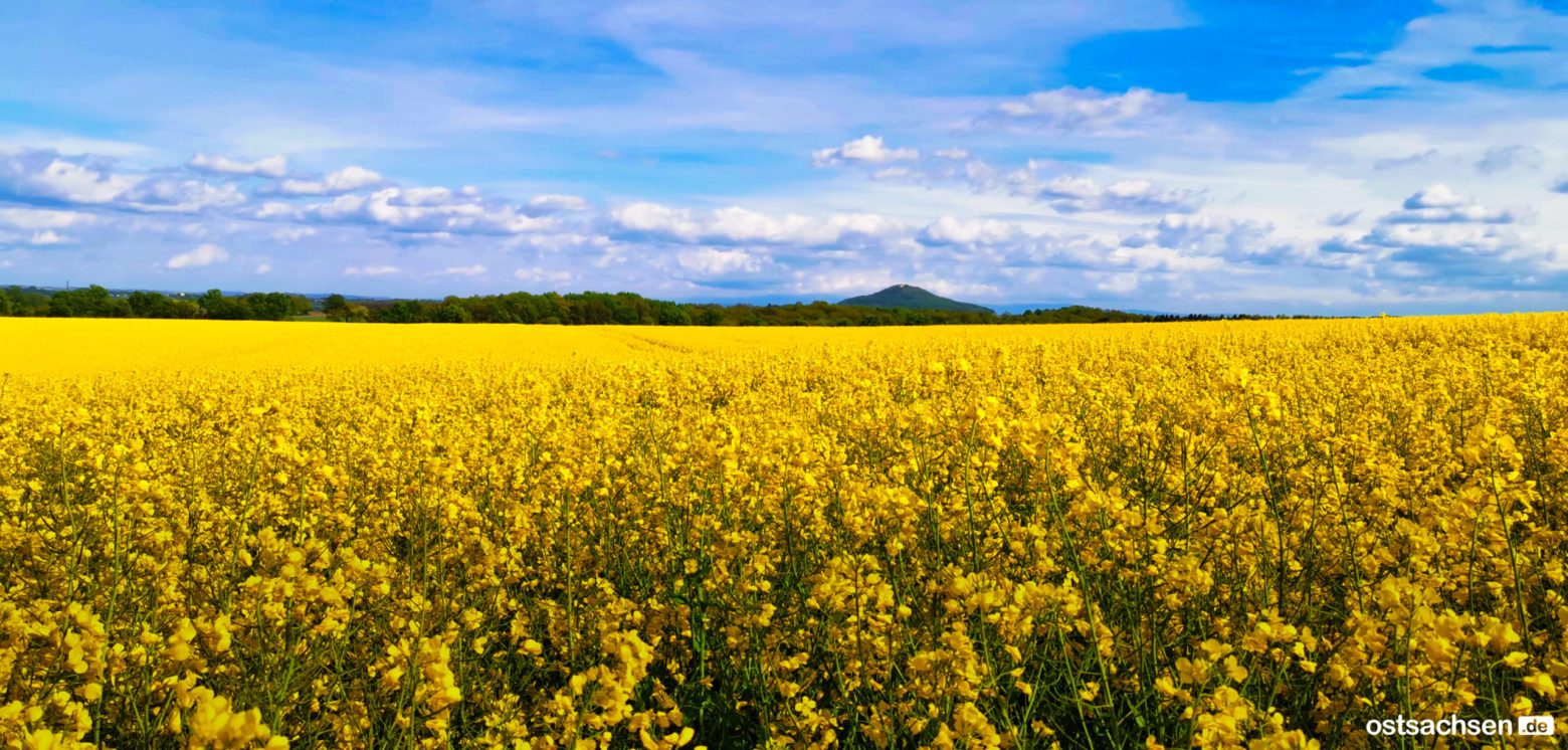 rapsland 4 scaled e1580311964487 rapsland 4 scaled e1580311964487