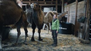 Zu Besuch im Aktivhof „Lindengut“ – Kamel, Lama & Alpaka…