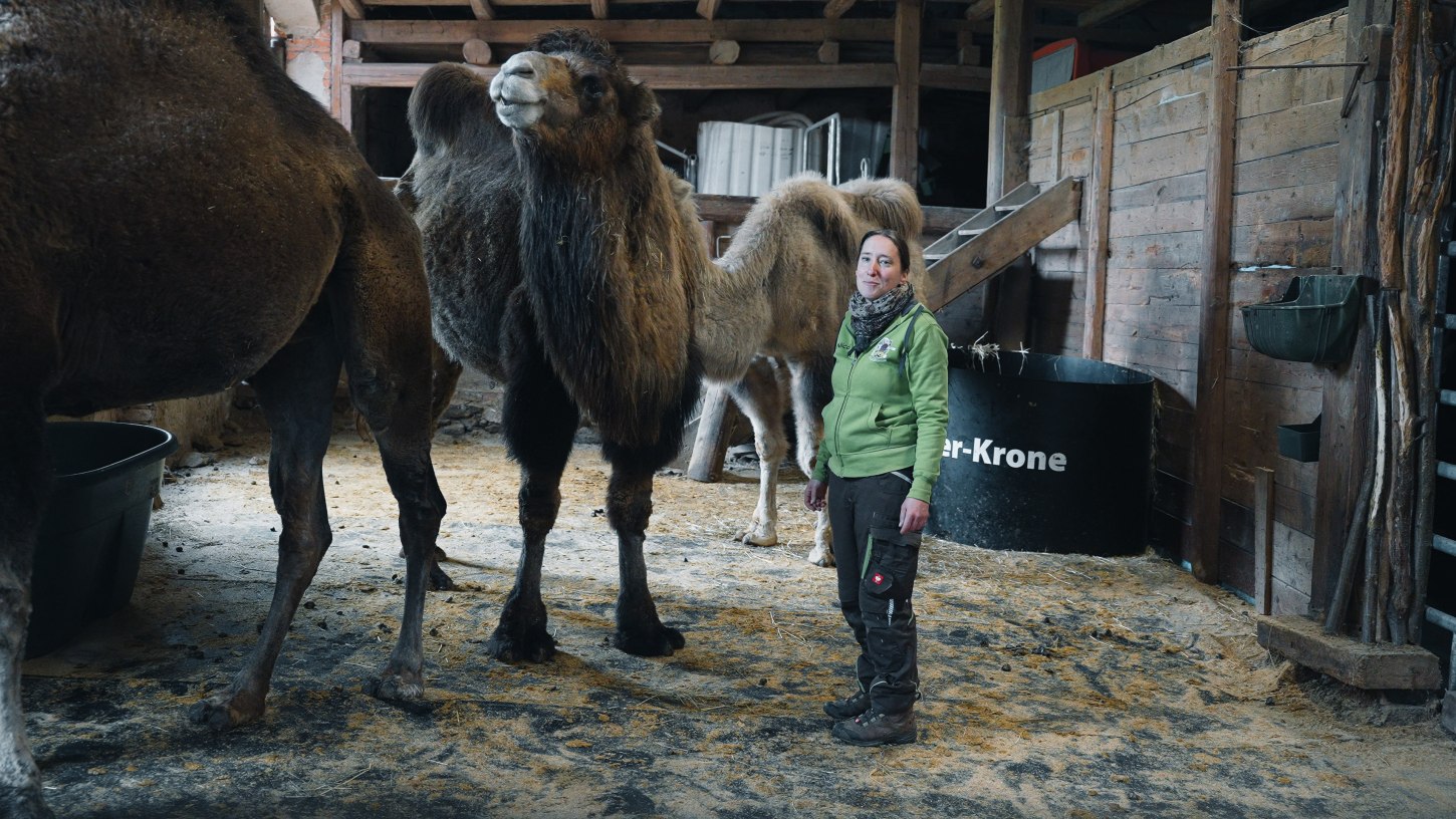 Zu Besuch im Aktivhof „Lindengut“ – Kamel, Lama & Alpaka Wanderungen