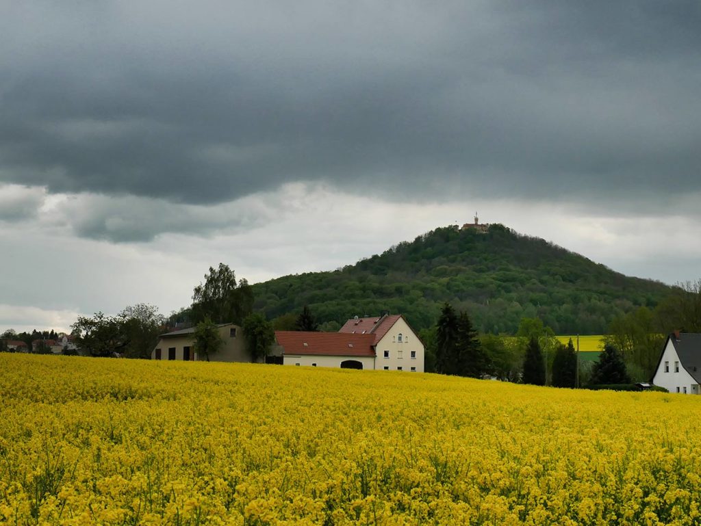 Landeskrone mit Rapsfeldern Landeskrone Görlitz