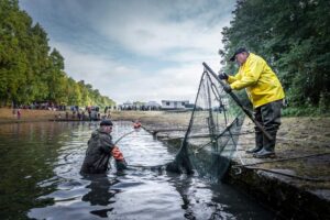Lausitzer Fischwochen: Das erwartet Euch Kulinarisch und beim Abfischen