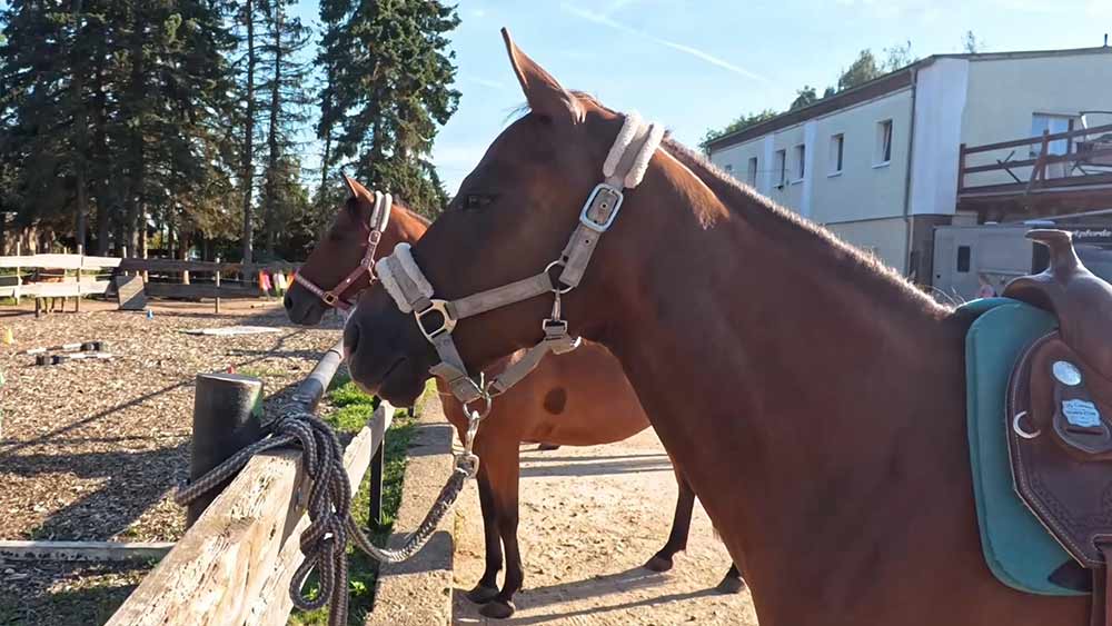 Ranch am See – Reiten für Kinder & Pferdeliebhaber