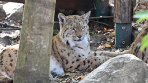 Tierpark in Weißwasser mit Kindern entdecken 🦌 Rundgang mit Tierfütterung