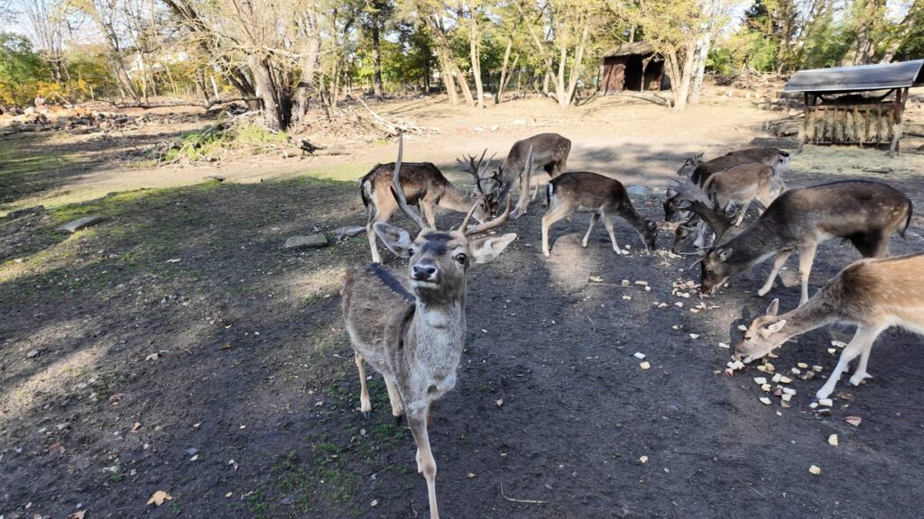 tierpark weisswasser entdecken 7