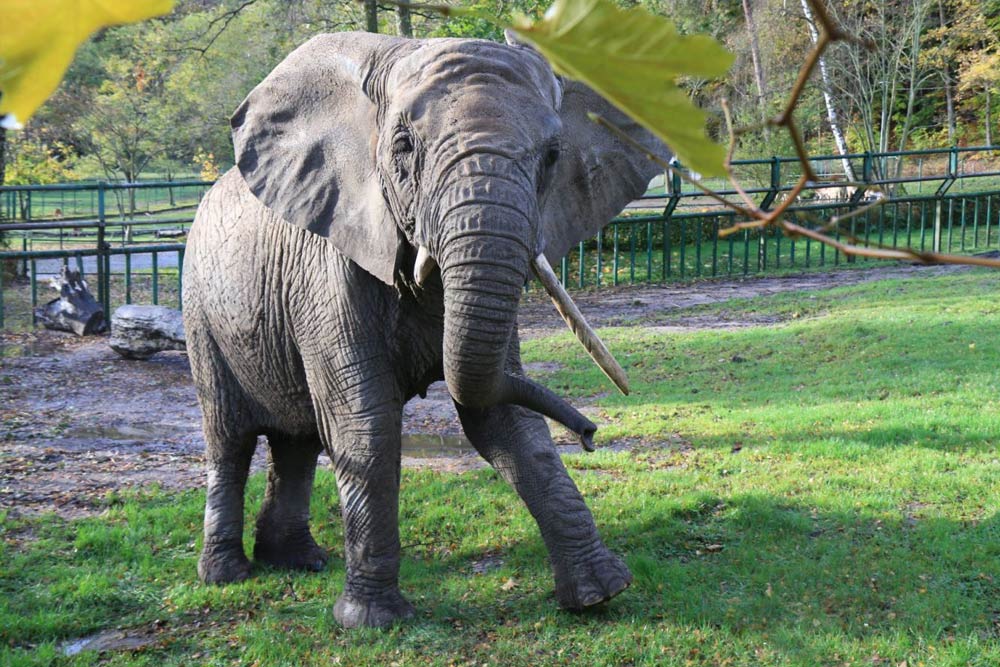 zoo danzig zoo danzig